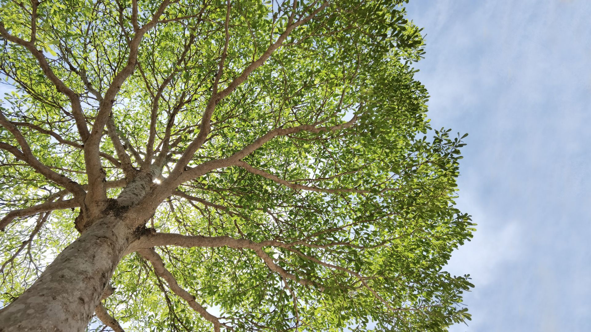View of a tree from below; green leaves, branches against a partly cloudy, light blue sky View of a tree from below; green leaves, branches against a partly cloudy, light blue sky