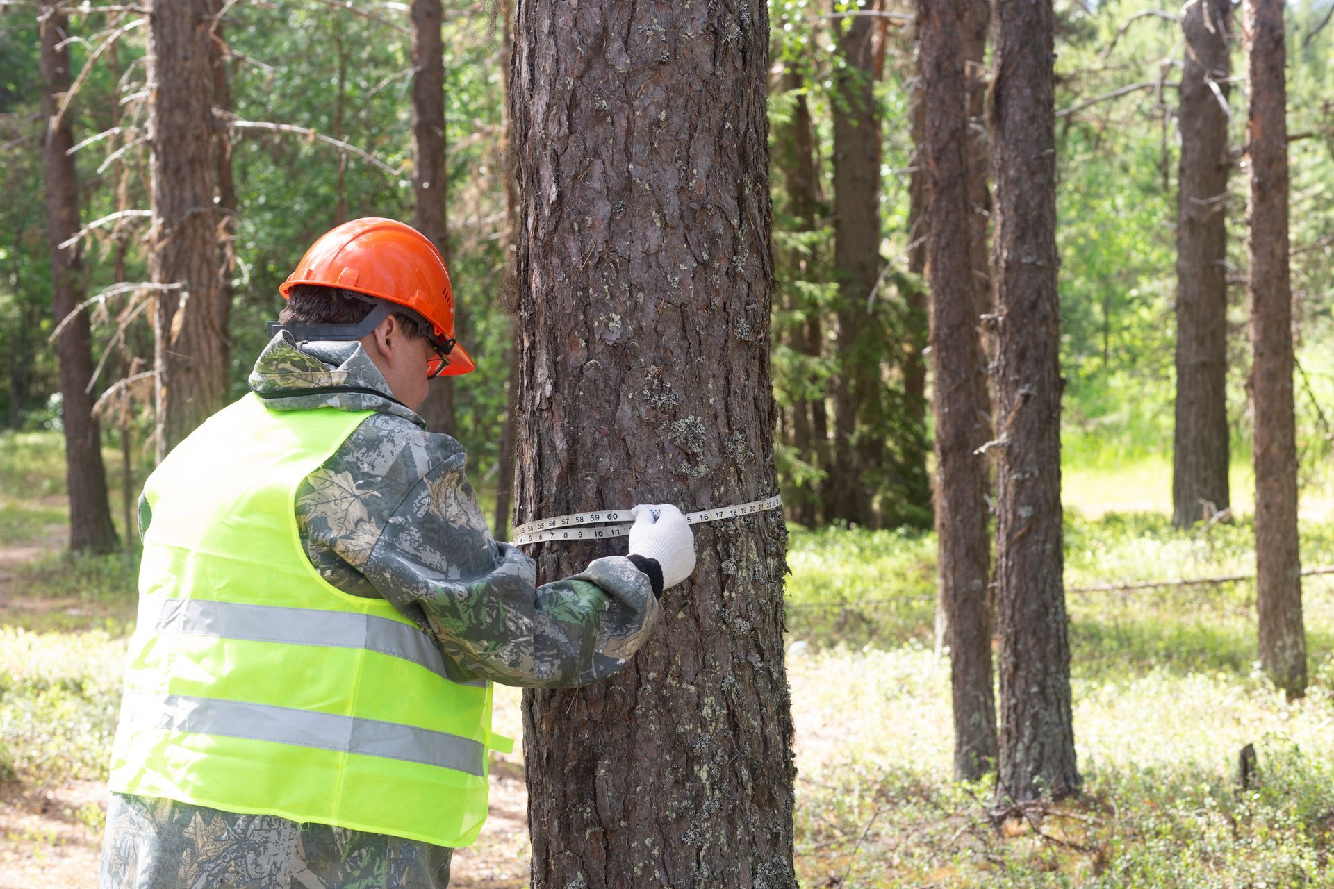 Man in hard hat and safety vest measuring a tree in a forest Man in hard hat and safety vest measuring a tree in a forest