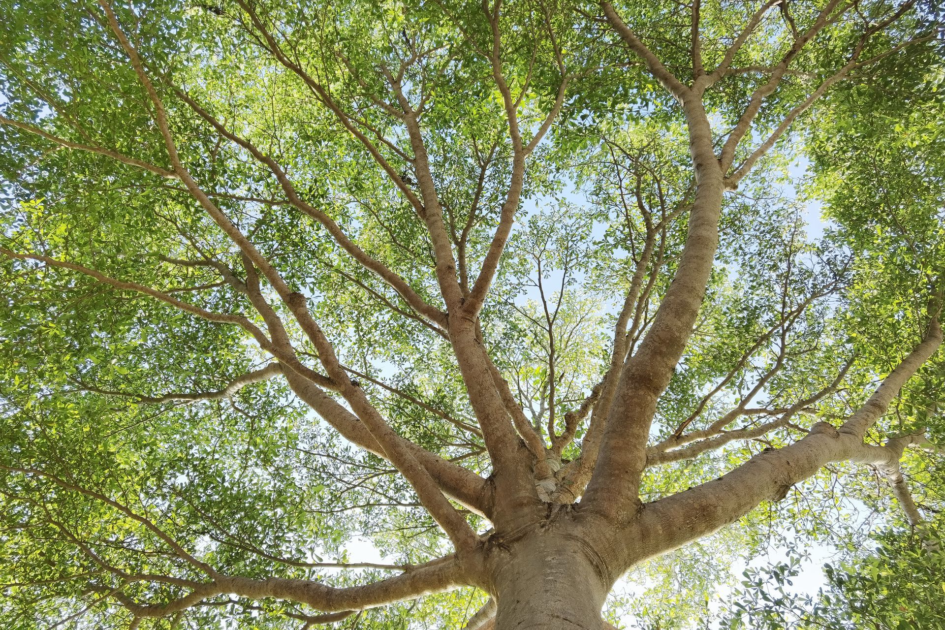 View from below of a tree with a thick trunk and leafy branches against a blue sky View from below of a tree with a thick trunk and leafy branches against a blue sky