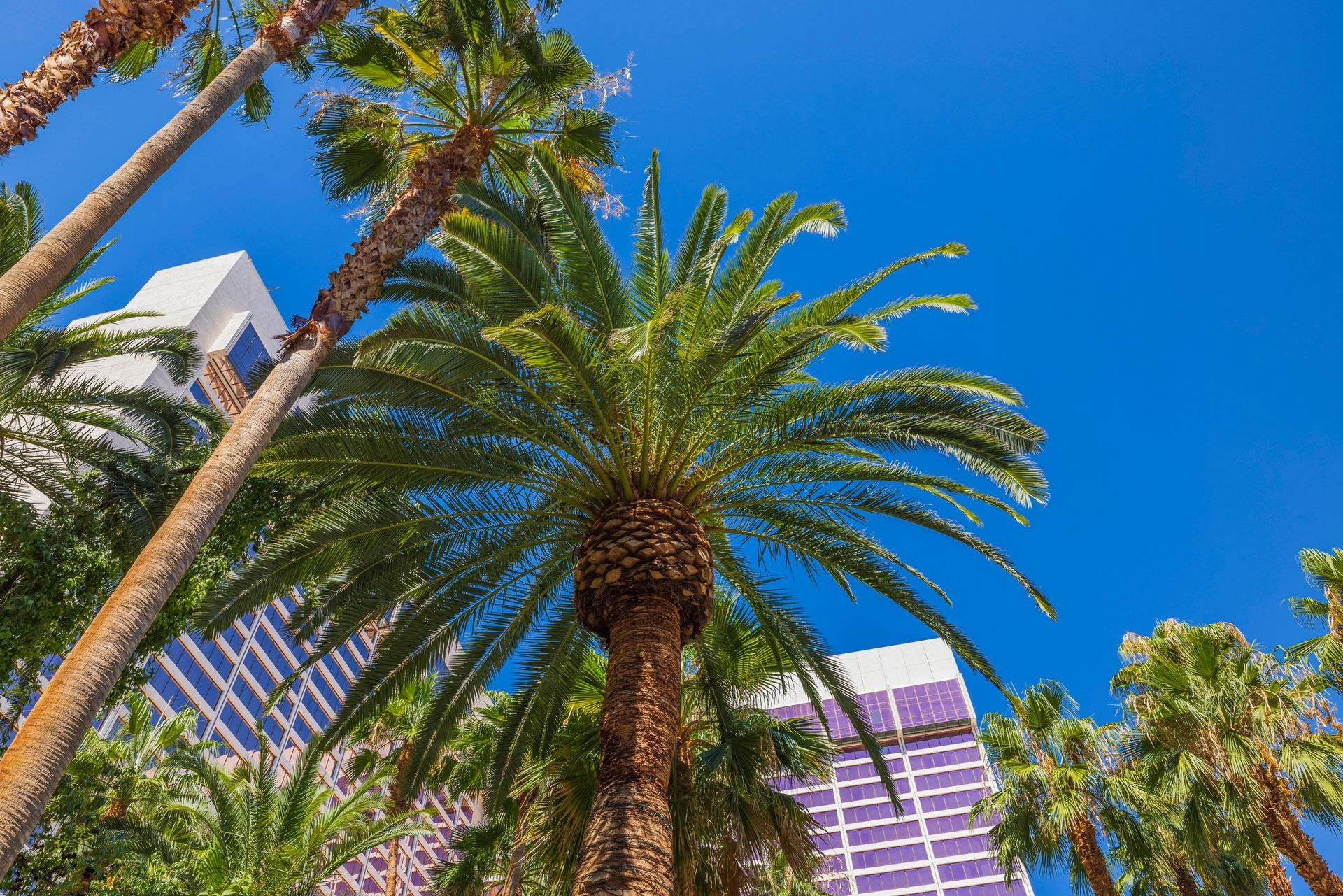 Palm trees in front of high-rise buildings against a bright blue sky Palm trees in front of high-rise buildings against a bright blue sky