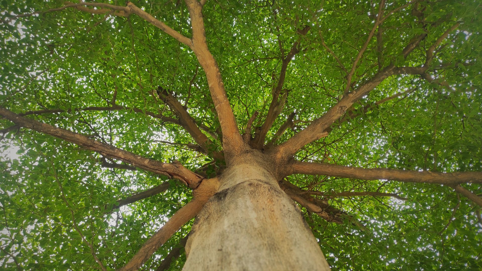 Looking up at a tree trunk and branches with green leaves overhead Looking up at a tree trunk and branches with green leaves overhead