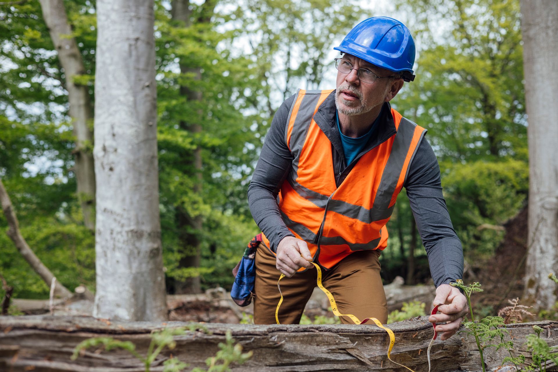 Man in safety gear examining a fallen log in a forest
