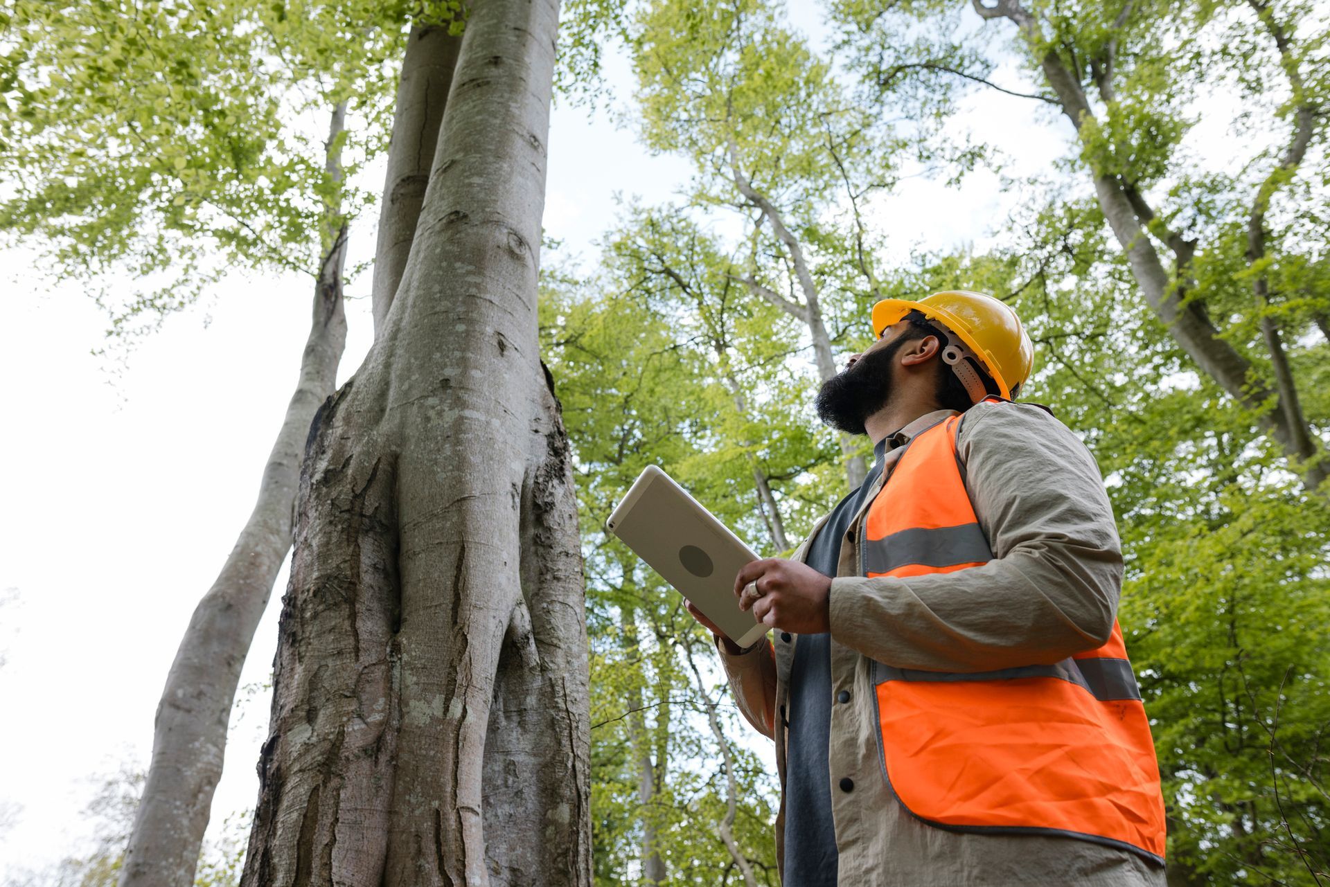 Man examines a tree, holding a tablet, wearing a safety vest and hard hat