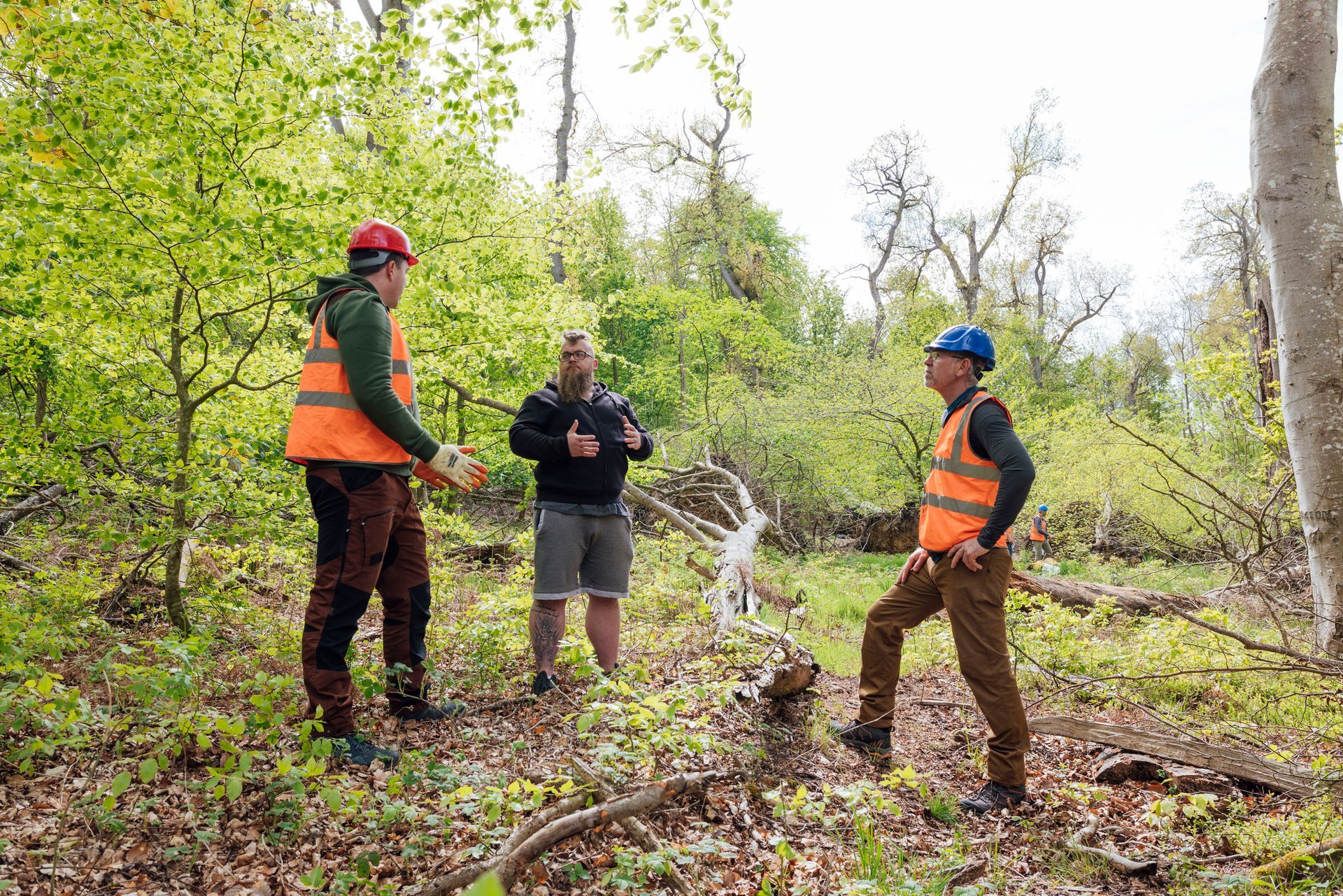 Three people in safety vests and helmets in a forest, discussing a fallen tree