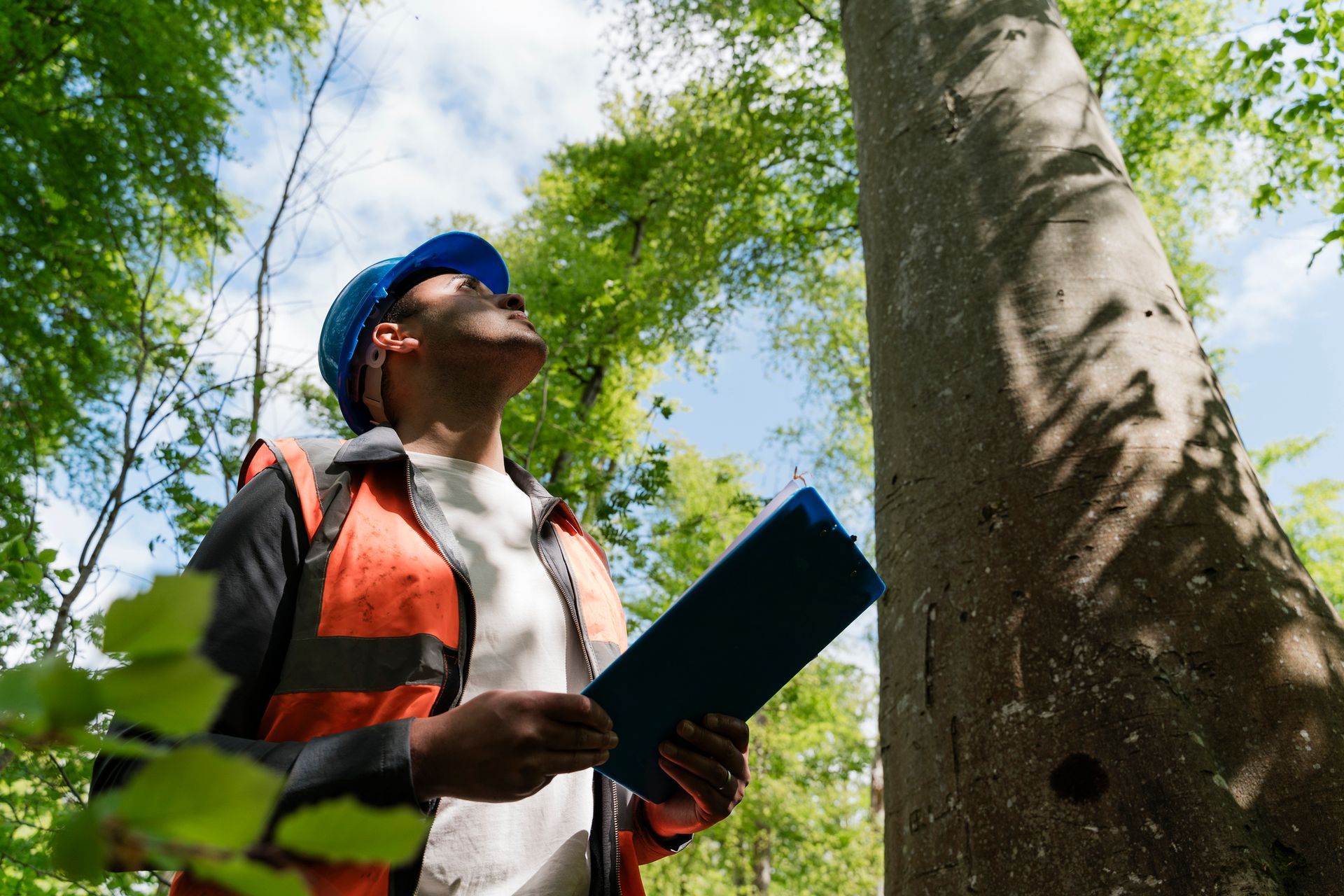 Man examines a tall tree, holding a clipboard in a forest.
