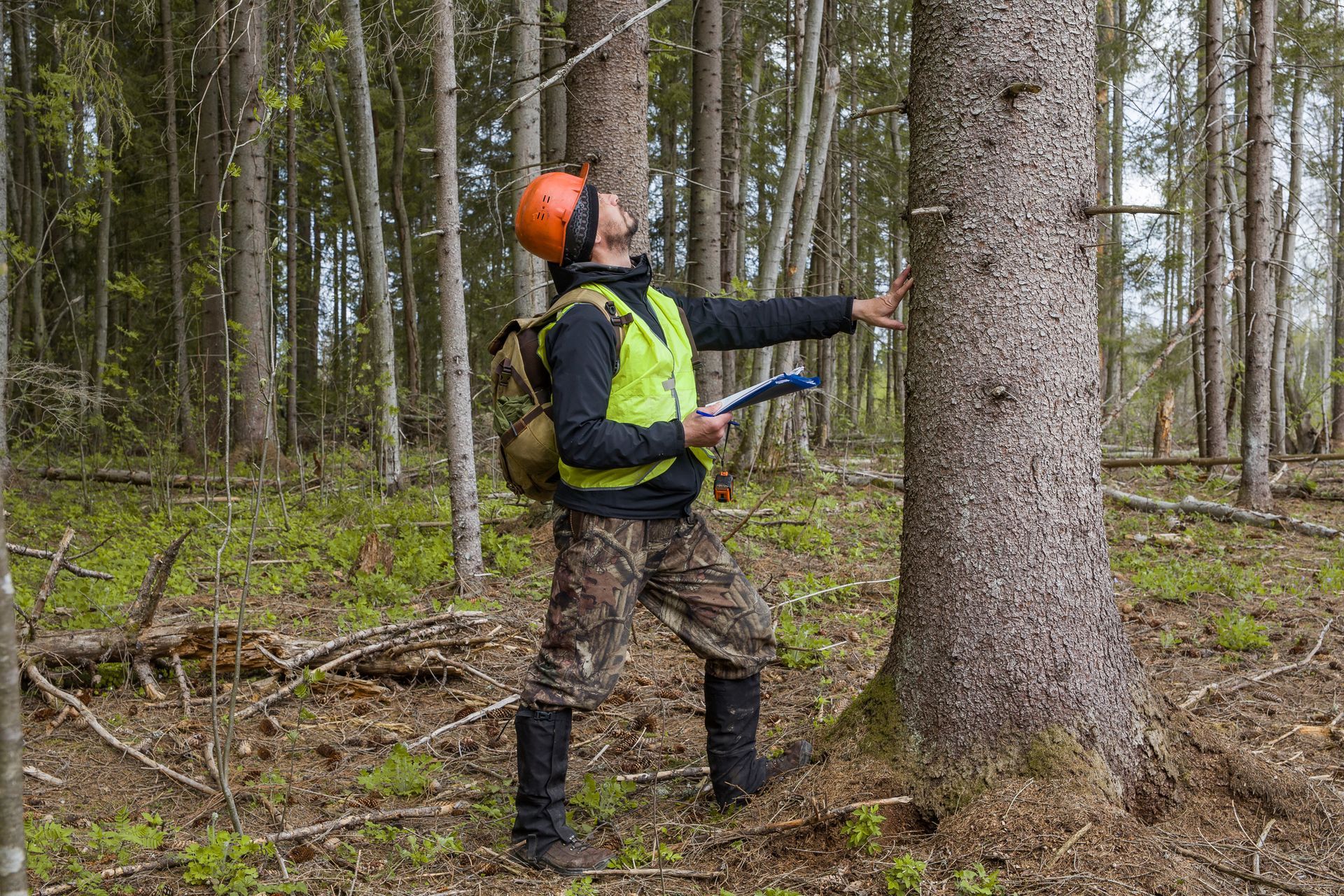 Man in a forest measuring a tree trunk, wearing a hard hat and safety vest Man in a forest measuring a tree trunk, wearing a hard hat and safety vest