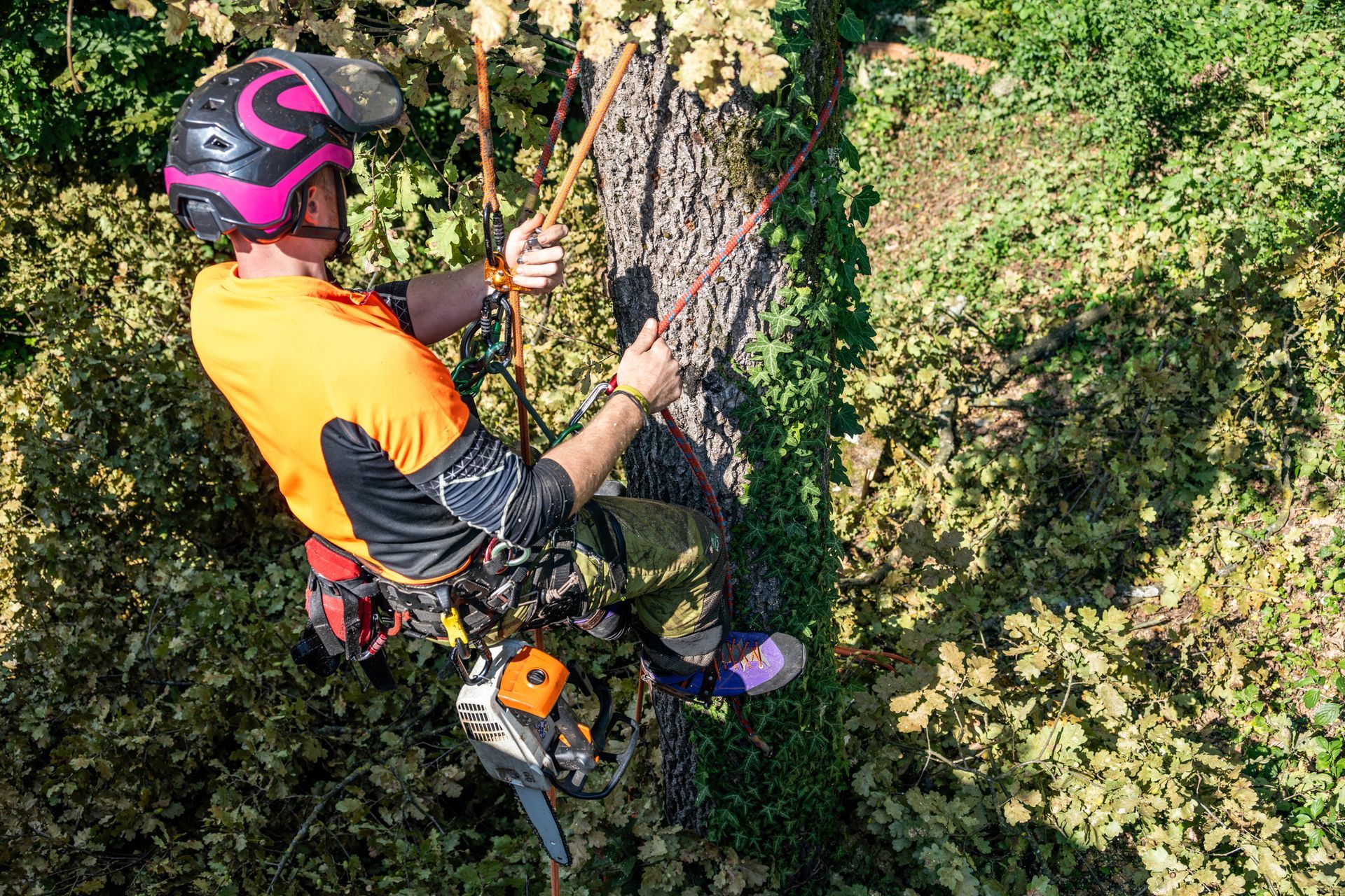 Arborist climbing a tree with ropes, surrounded by green foliage