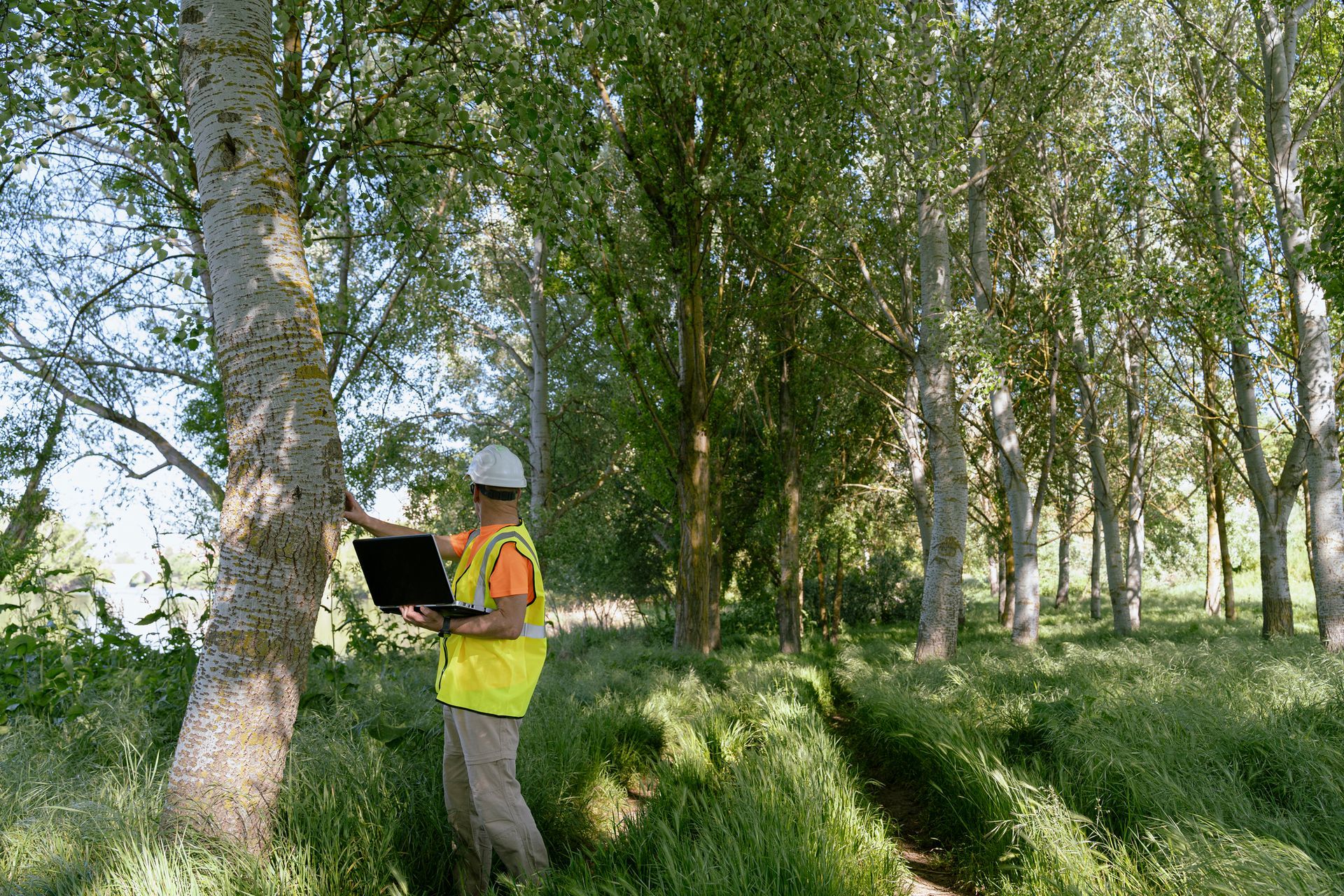 Person in safety vest and hard hat using a laptop to assess trees in a wooded area Person in safety vest and hard hat using a laptop to assess trees in a wooded area