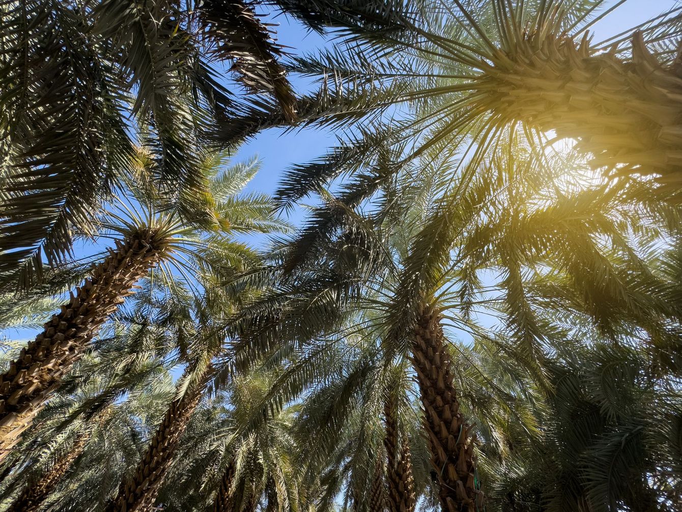 Palm trees with fronds against a blue sky, sunlight shining through