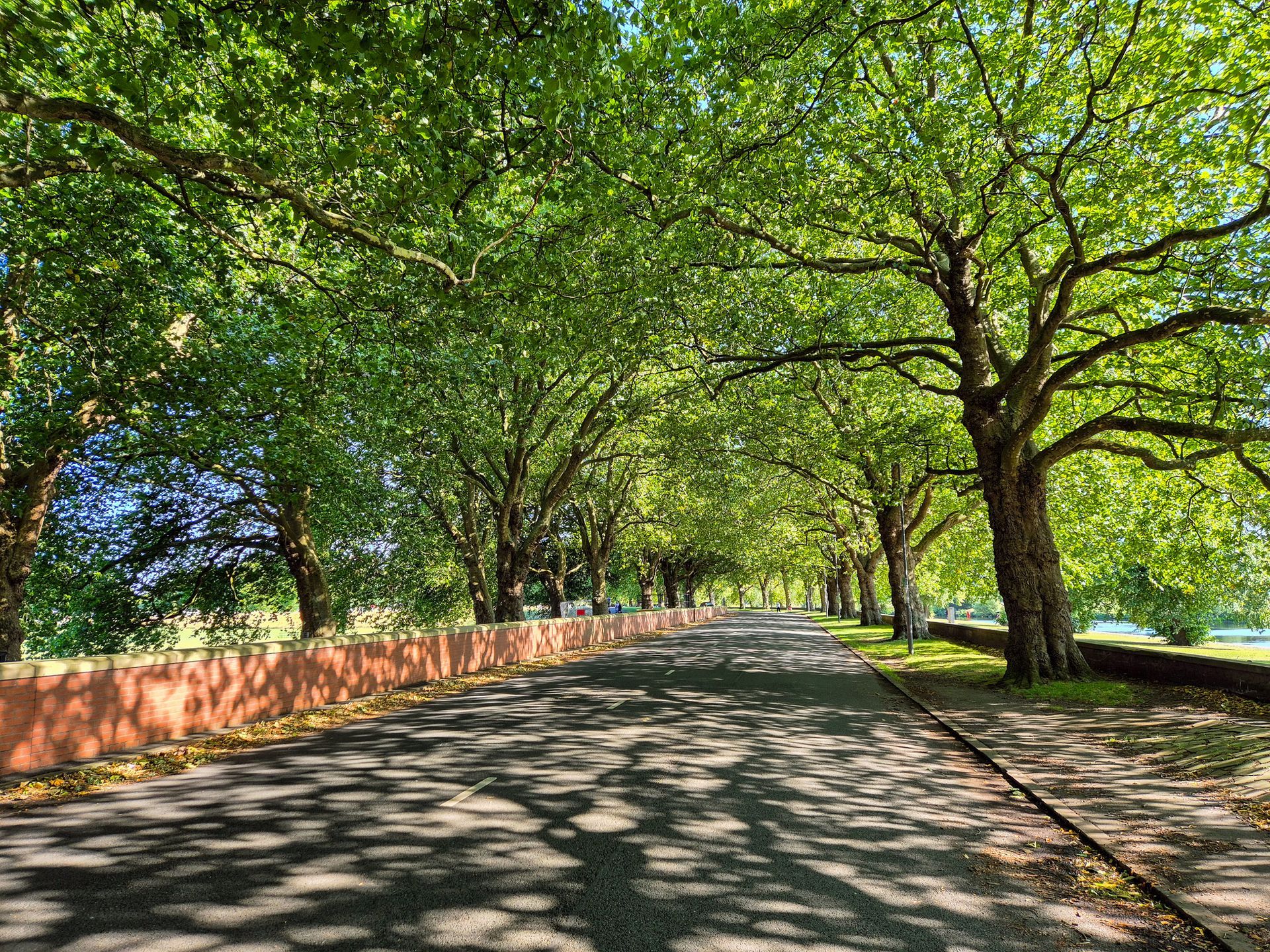 Road lined with trees, shadows cast on asphalt, brown wall on the left, bright green leaves Road lined with trees, shadows cast on asphalt, brown wall on the left, bright green leaves