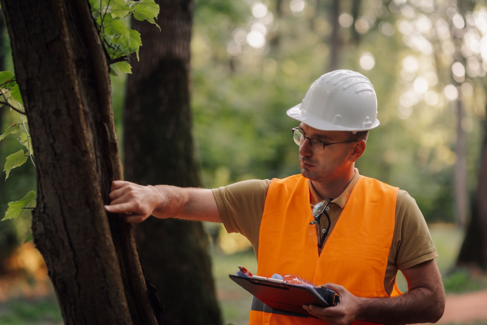 Arborist in hard hat and orange vest examining a tree in a forest, holding a clipboard