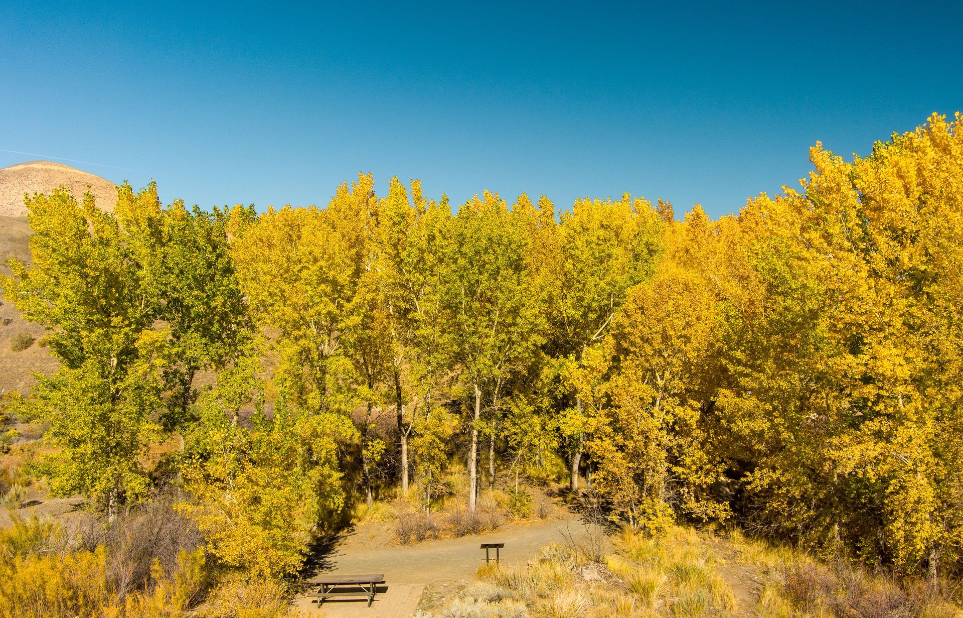 Yellow and green autumn trees surround a picnic table in an open, sunlit area against a blue sky