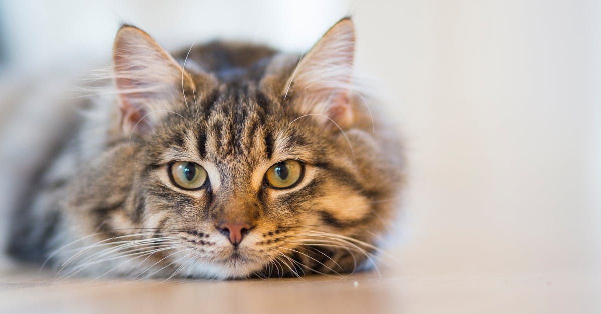 comfortable cat lying with a content look
