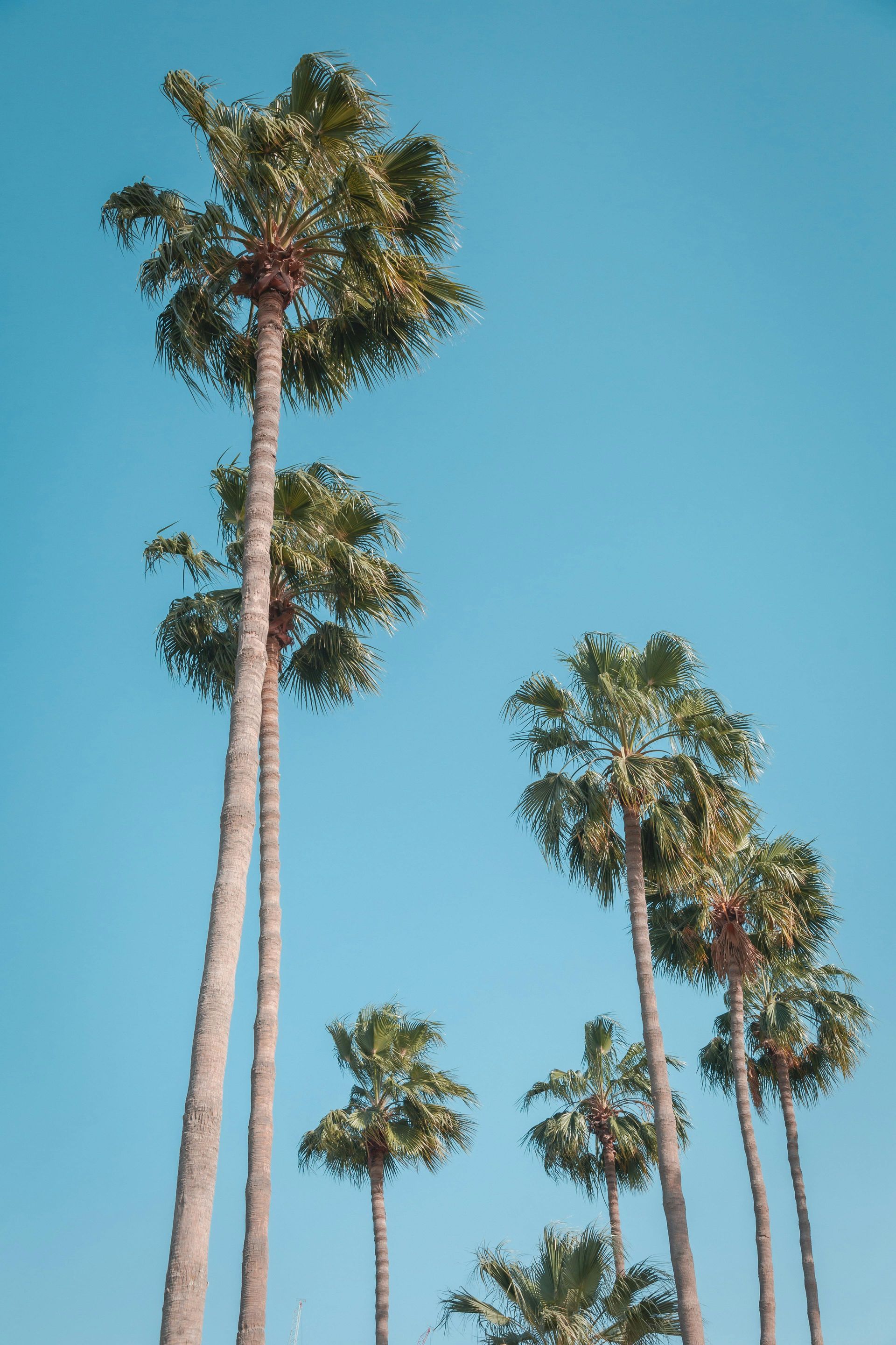 Tall palm tree against a bright blue sky.