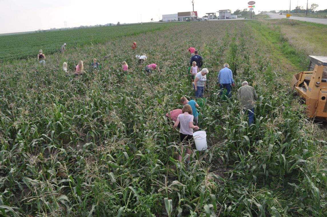 Working in Corn Field