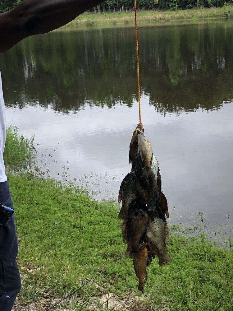 A person is holding a fish on a rope in front of a lake.
