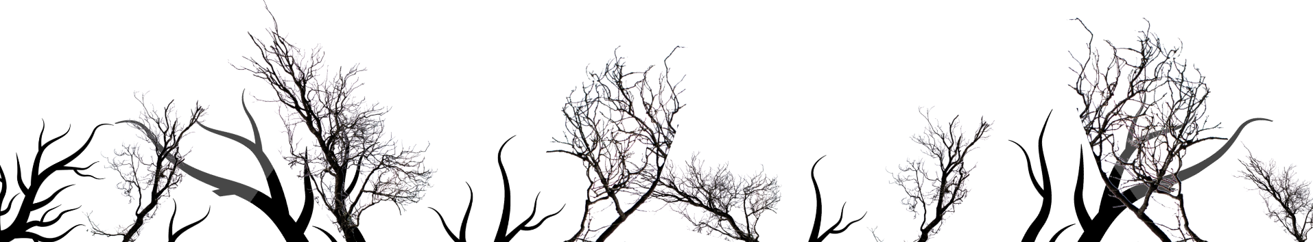 A row of trees without leaves on a white background.