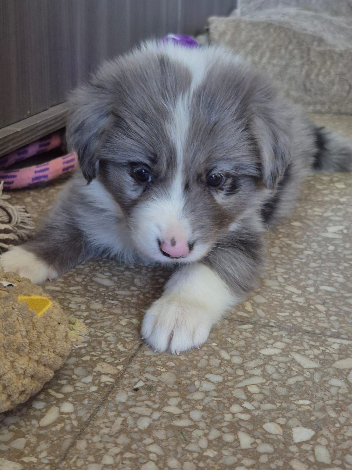 Cachorro peludo azul y blanco con nariz rosada, acostado.