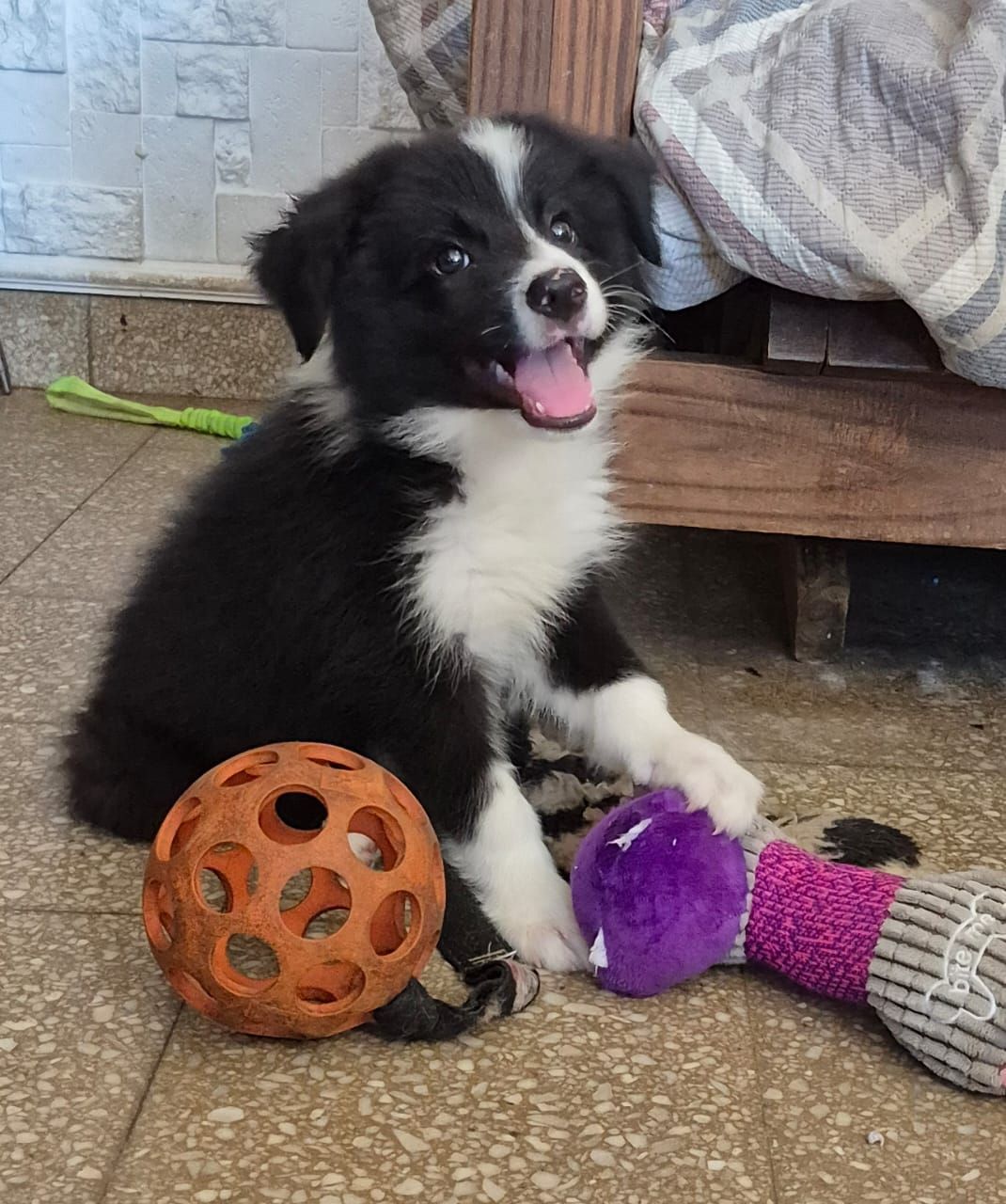 Cachorro Border Collie blanco y negro con juguetes, sentado sobre baldosas, sonriendo.