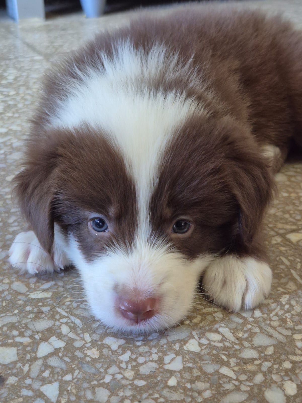 Cachorro marrón y blanco con ojos azules, acostado en un suelo estampado.