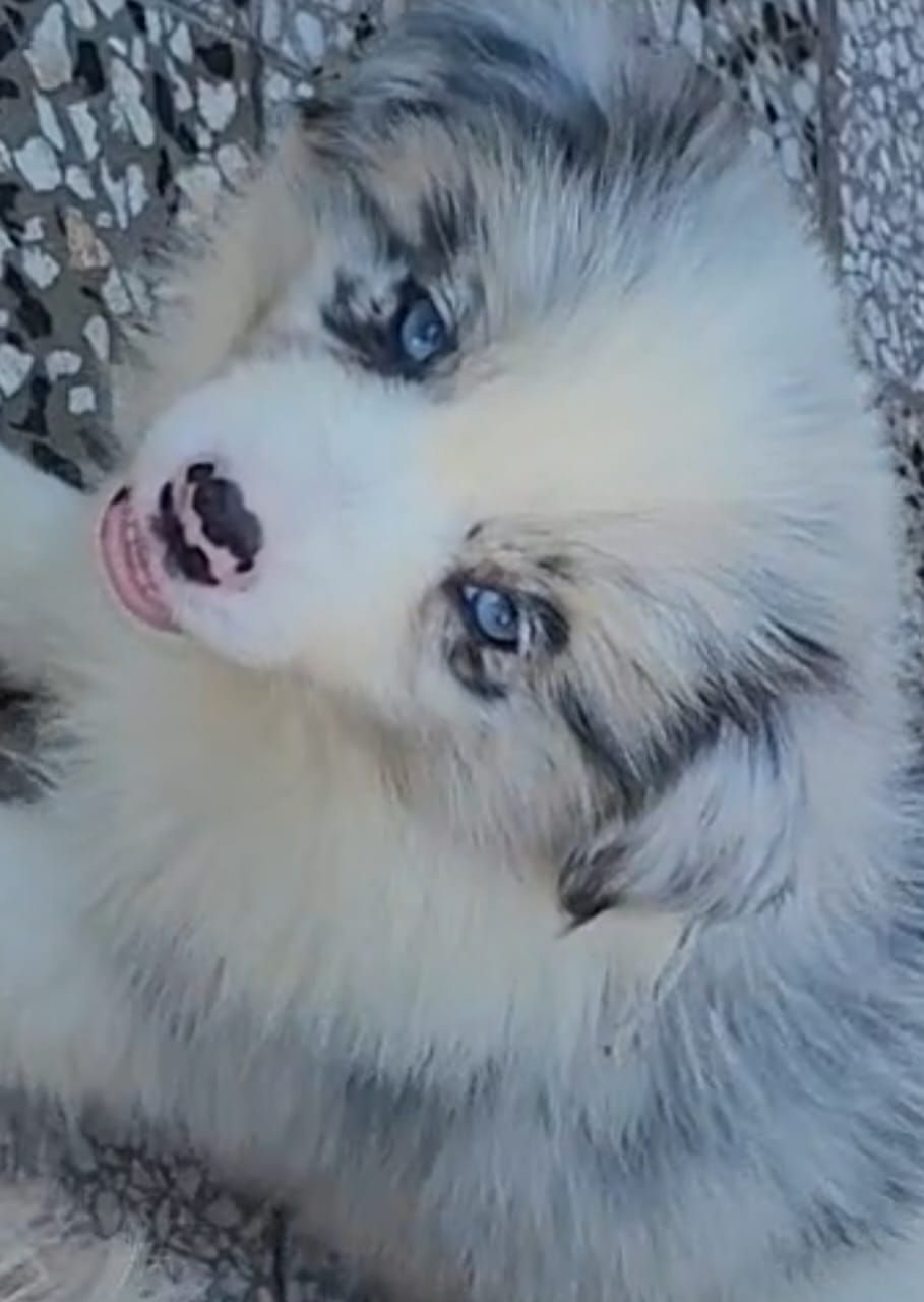 Cachorro de color azul merle, de ojos azules y pelaje blanco y gris, que mira hacia arriba con la lengua afuera.