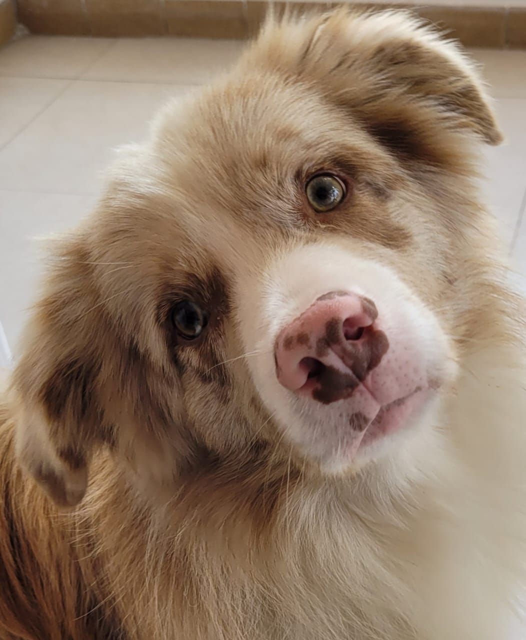 Pastor australiano color merle rojo inclinando la cabeza, mirando a la cámara, nariz rosada y marrón, ojos verdes.