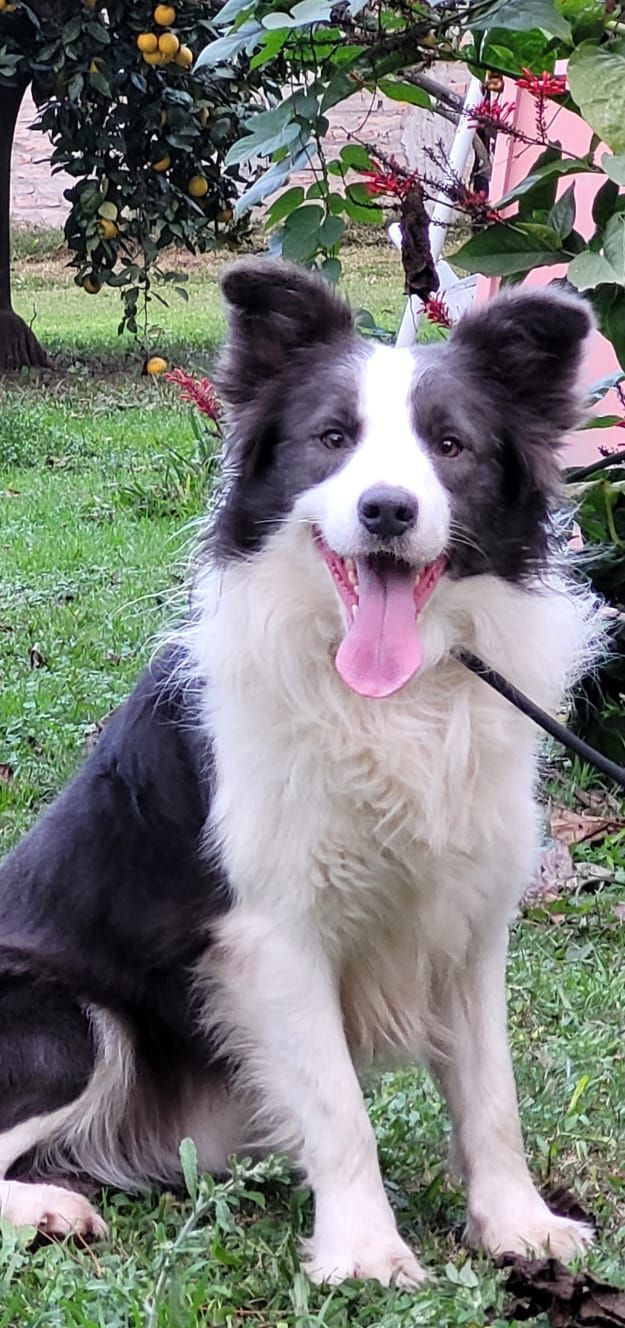 Un Border Collie feliz, blanco y negro, está sentado afuera en el césped, con la lengua afuera.