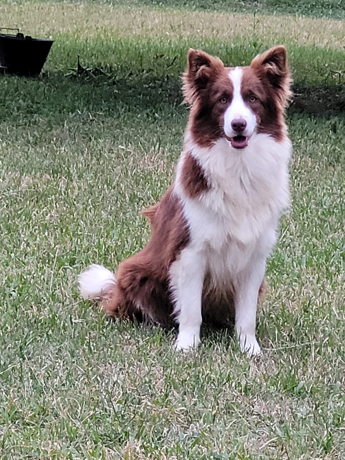 Border Collie rojo y blanco sentado en un patio cubierto de hierba, jadeando.