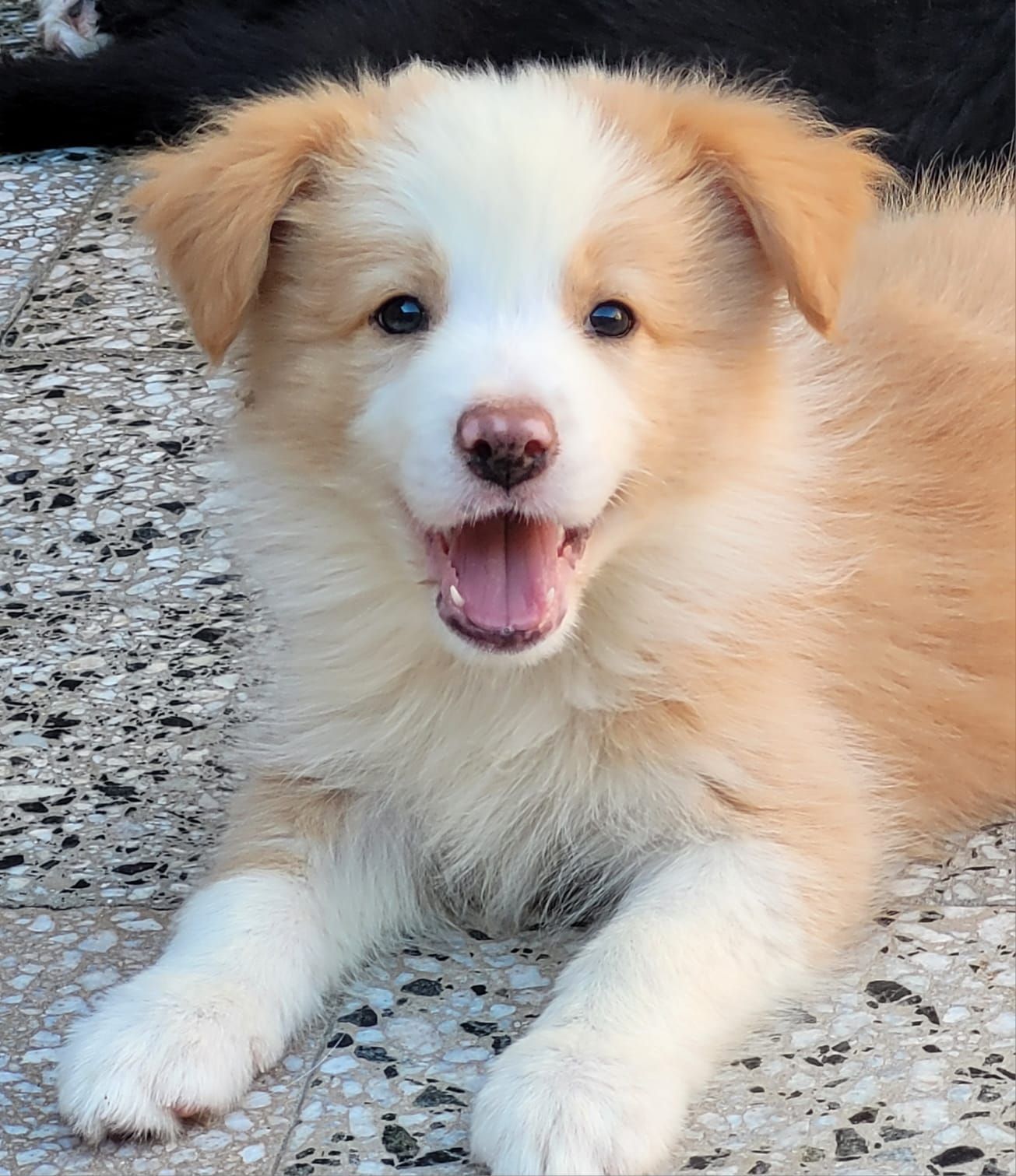 Cachorro sonriente de color marrón claro y blanco acostado sobre una superficie moteada.