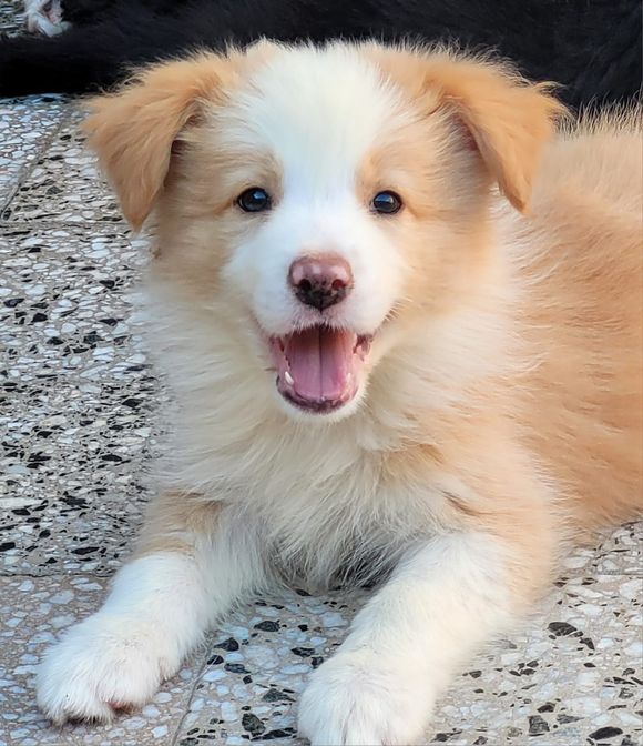 Cachorro sonriente de color marrón claro y blanco acostado sobre una superficie moteada.