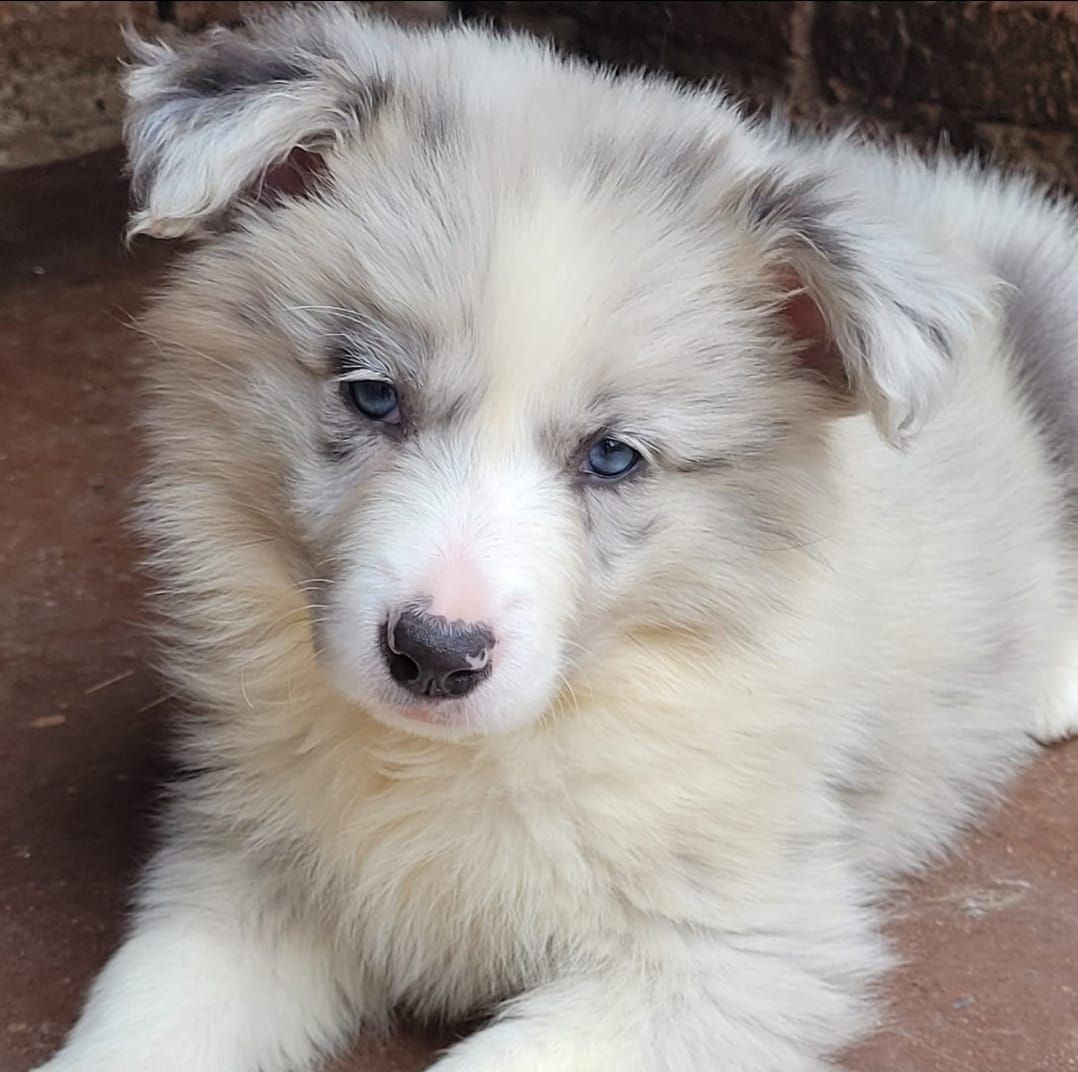 Cachorro Border Collie de color azul claro merle y esponjoso, con ojos azules, descansando sobre una superficie rojiza.