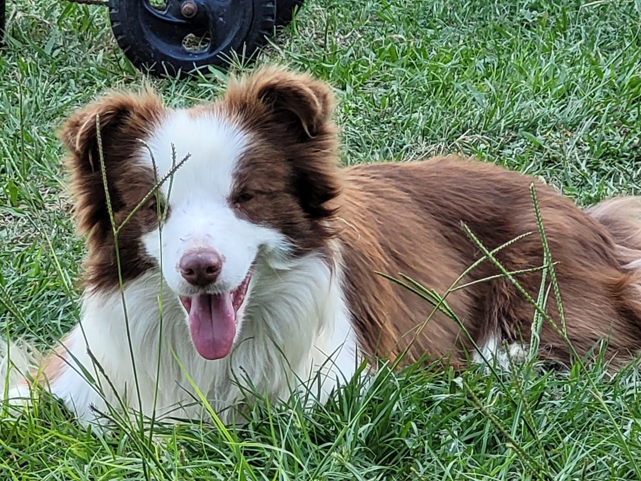 Perro Border Collie de color marrón y blanco tumbado en la hierba verde, jadeando con la lengua fuera.