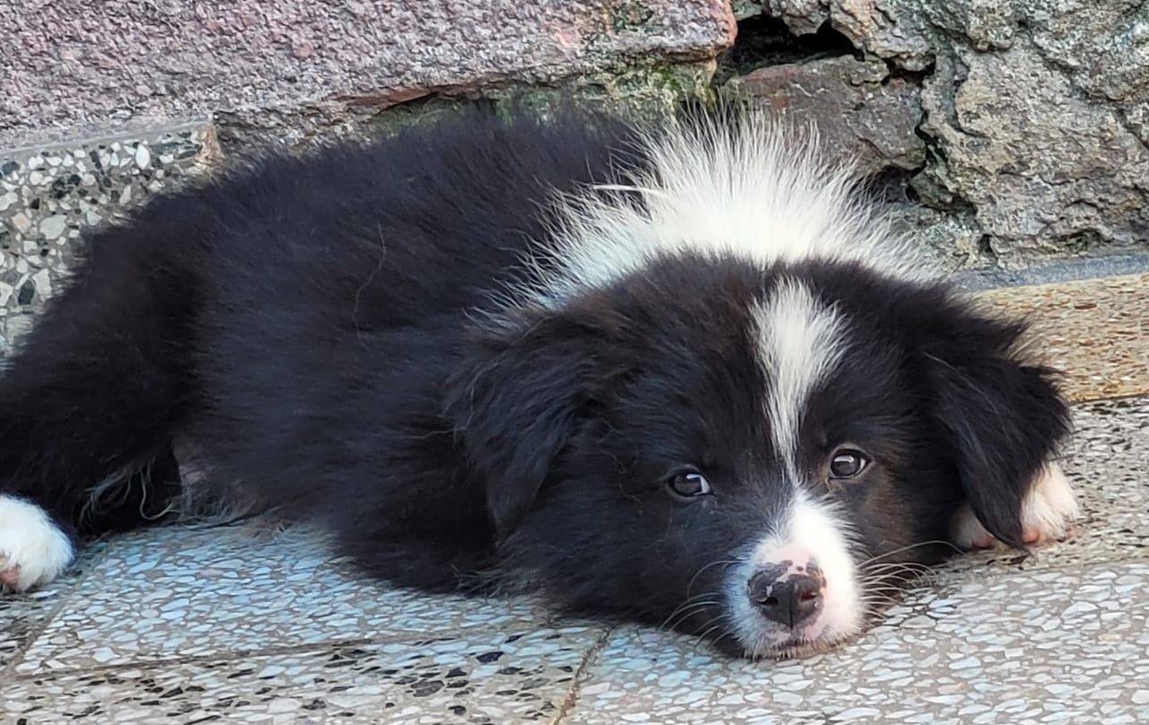 Cachorro Border Collie blanco y negro descansando sobre una piedra con la cabeza hacia abajo.