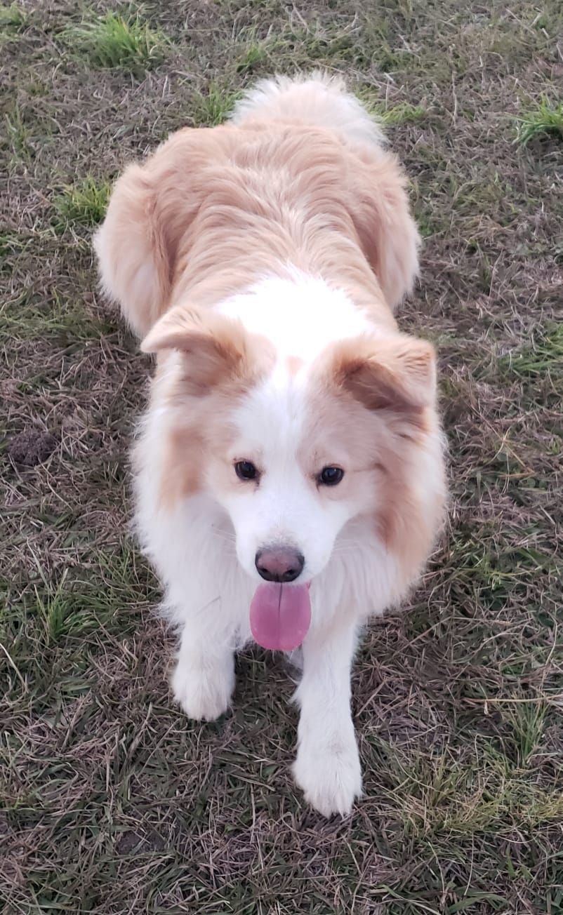 Border Collie dorado y blanco con la lengua afuera, acostado sobre césped marrón.