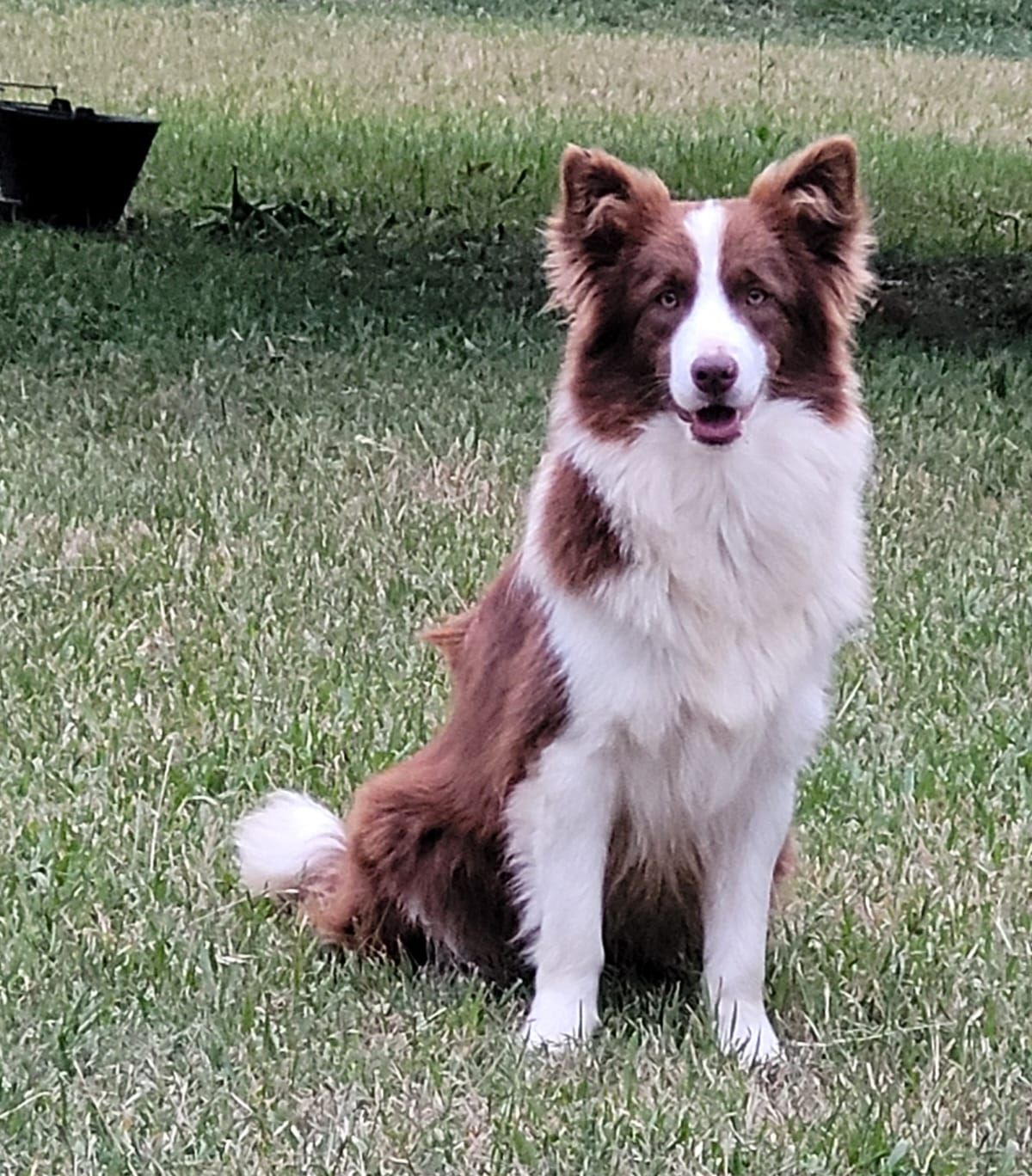 Border Collie marrón y blanco sentado en el césped verde, mirando a la cámara.
