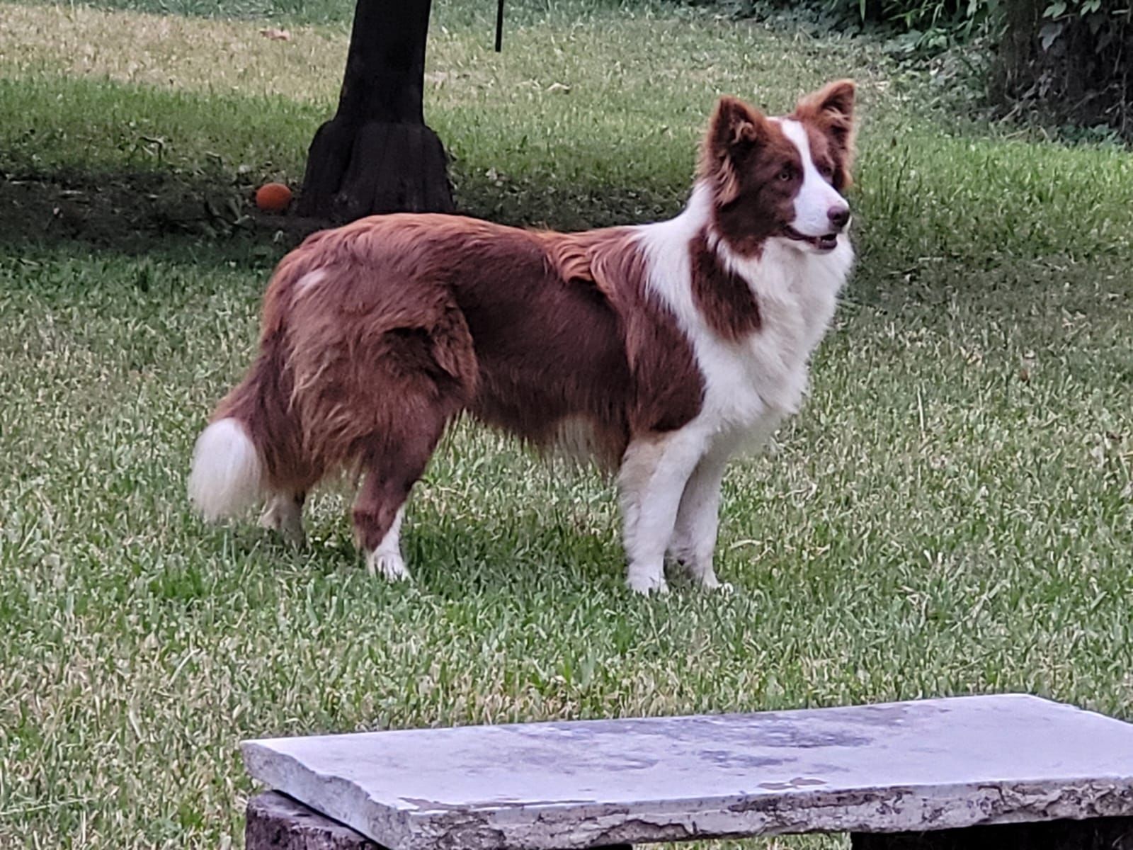 Un Border Collie de color marrón y blanco se encuentra en un patio cubierto de césped y parece alerta.