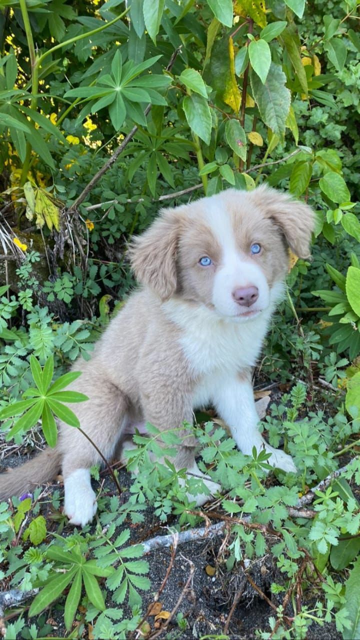 Un cachorro de color canela y blanco con ojos azules se sienta en el follaje verde.