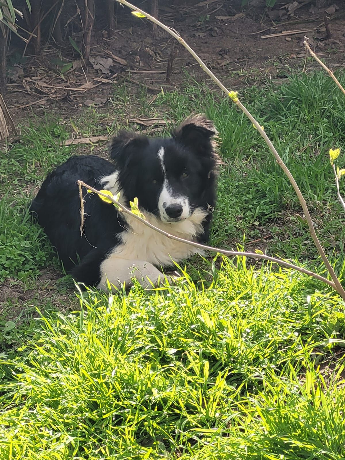 Perro Border Collie blanco y negro tumbado en la hierba verde, mirando a la cámara.