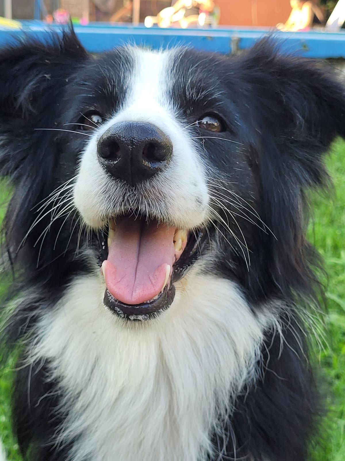 Border Collie blanco y negro sonriendo, con la lengua afuera, en un entorno verde.