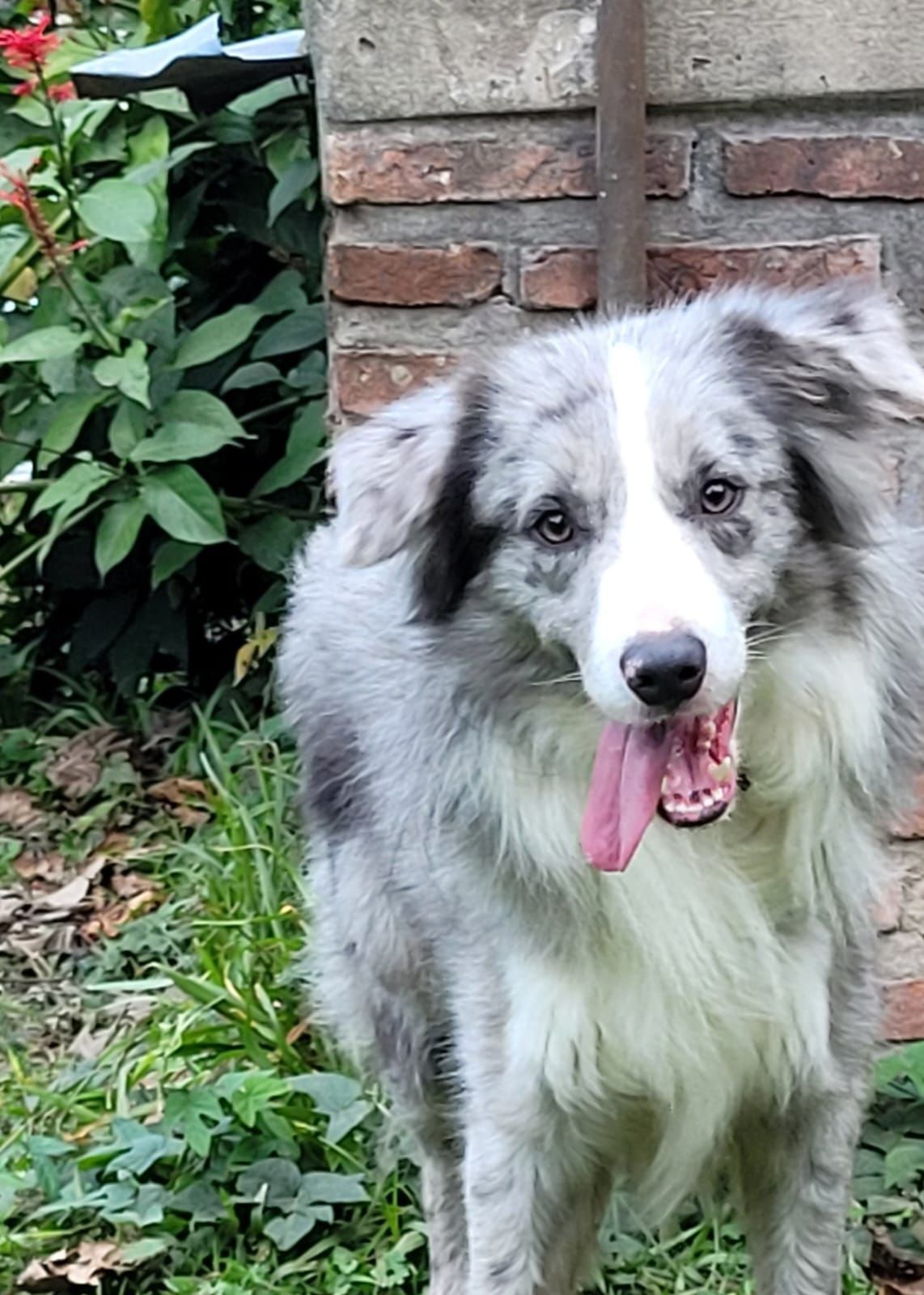 Border Collie azul merle con la lengua afuera, de pie en un jardín.