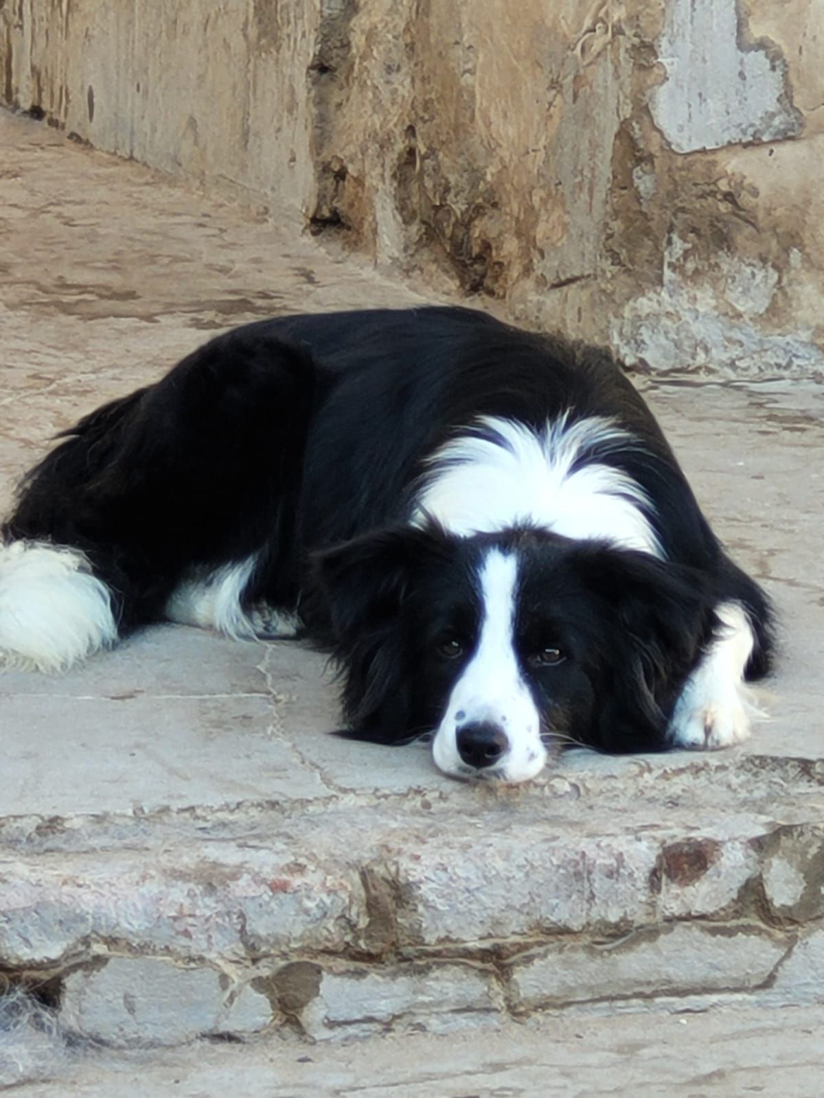 Border Collie blanco y negro descansa sobre unos escalones de piedra, mirando al espectador.