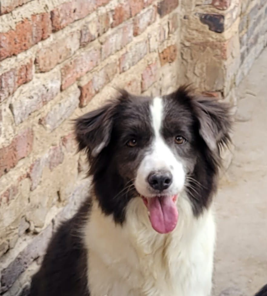 Perro Border Collie blanco y negro, con la lengua afuera, sonriendo, contra una pared de ladrillos.