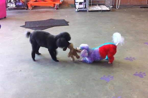 Dog Playing — Purple Patch Pet Parlour in Warners Bay, NSW