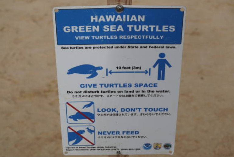 Hawaiian green sea turtles are protected under state and federal laws