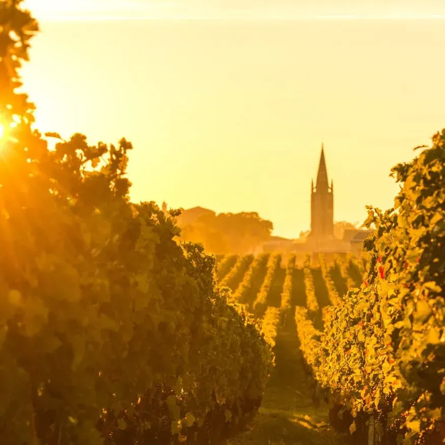 The sun is setting over a vineyard with a tower in the background.