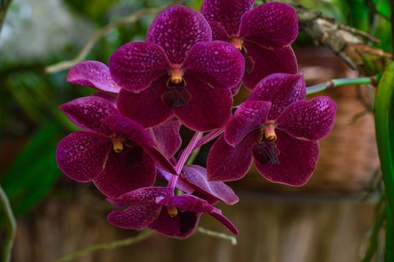 A close up of a purple orchid with water drops on it.