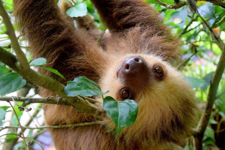 A sloth is hanging upside down from a tree branch.