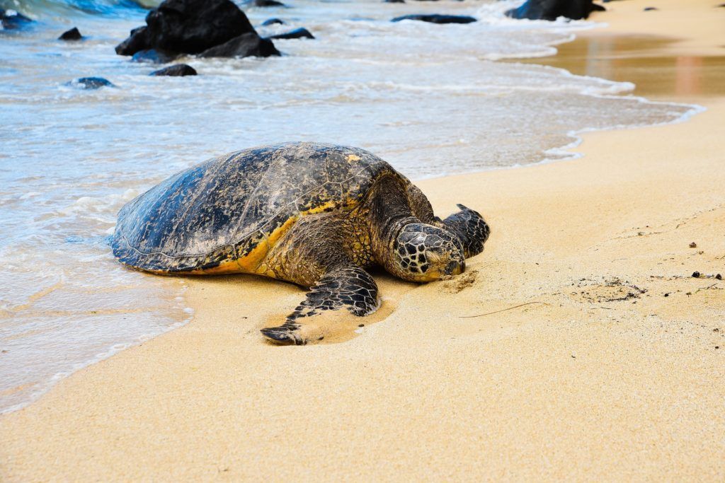 A sea turtle is laying on the beach near the water.