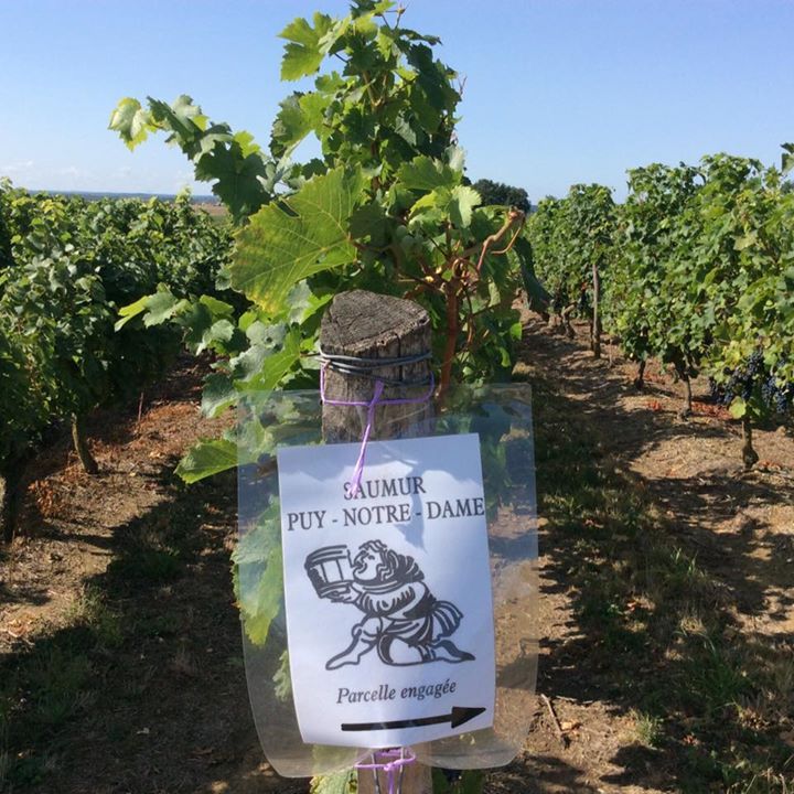 Loire Wine Breaks