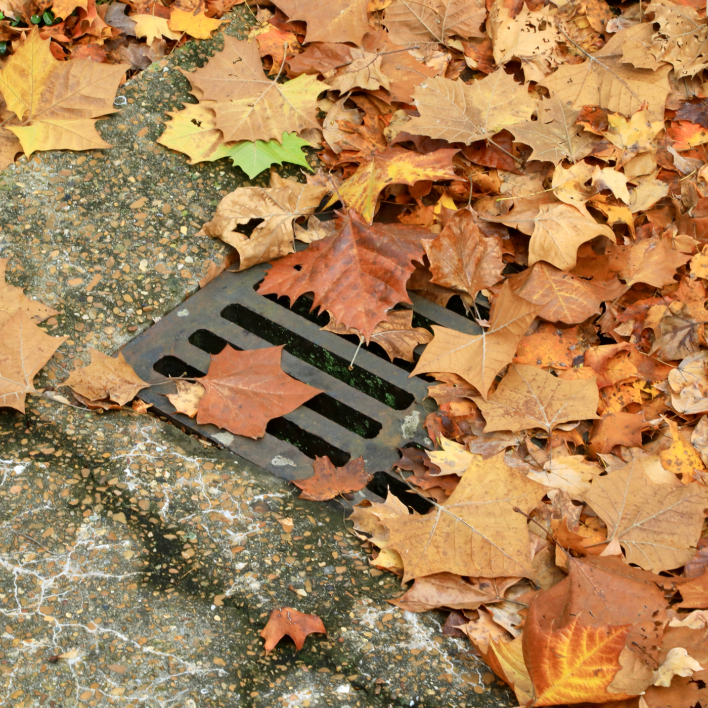 Catch Basin with Leaves Around | Grove City, OH | CST Utilities